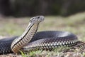 Australian Highlands Copperhead Snake Royalty Free Stock Photo