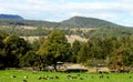 Australian Hinterlands With blue Mountians in the distance and Cattle grazing in meadow down below Royalty Free Stock Photo