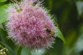 Australian Honey Bee on a flower