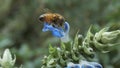 Australian honey bee