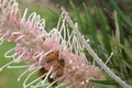 Australian Honey Bees