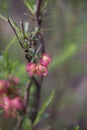 Australian Hop Bush