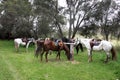 Australian Horse