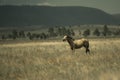 Australian horse in the paddock