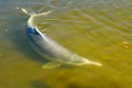 Australian Humpback dolphin Sousa sahulensis Royalty Free Stock Photo