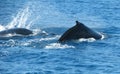 Australian Humpback Whales