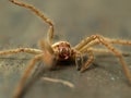 Australian Huntsman spider