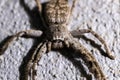 An australian huntsman Spider Royalty Free Stock Photo