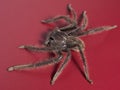 Australian huntsman spider close up Royalty Free Stock Photo