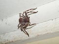 Australian Huntsman Spider Royalty Free Stock Photo