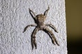 An australian huntsman Spider Royalty Free Stock Photo