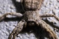 An australian huntsman Spider Royalty Free Stock Photo