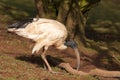 Australian Ibis