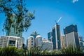 Australian ibis in Brisbane with the skyline in the background