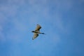 Australian Ibis