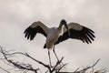 Australian Ibis with wings spread