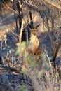 An Australian Icon - The Kangeroo Royalty Free Stock Photo