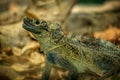 Australian Iguana Lizard at the Zoo Royalty Free Stock Photo