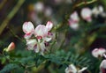 Australian Indigo flowers, Indigofera australis, family fabaceae