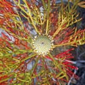 Australian isopogon flower from above