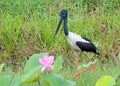 Australian Jabiru bird Royalty Free Stock Photo