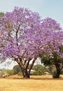 Australian Jacaranda tree blossoming full of purple violet flowers