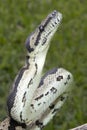 Australian Jungle Carpet Python Royalty Free Stock Photo