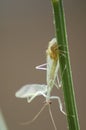 An Australian Juvenile Jumping Spider