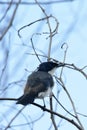 Australian Restless Flycatcher Bird