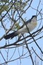 Australian Restless Flycatcher Bird