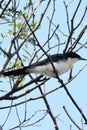 Australian Restless Flycatcher Bird