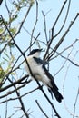 Australian Restless Flycatcher Bird