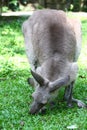 Australian Kangaroo