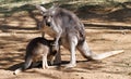 Australian kangaroo