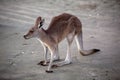 Australian Kangaroo In Close Up On Sand Royalty Free Stock Photo