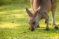 Australian Kangaroo eating Royalty Free Stock Photo