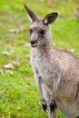 Australian kangaroo in grass