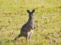 Australian Kangaroo in the grass Royalty Free Stock Photo