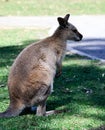 Australian Kangaroo