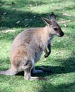 Australian Kangaroo