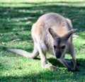 Australian Kangaroo