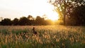 Australian Kangaroo Sitting In The Glow Of A Sunset On Dusk Royalty Free Stock Photo