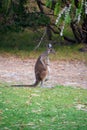 Australian Kangaroo standing upright and scratching himself Royalty Free Stock Photo