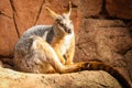 Australian Kangaroo at Sydney Wildlife Zoo