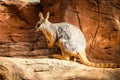 Australian Kangaroo at Sydney Wildlife Zoo