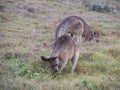 An Australian kangaroo walking on the beach at sunset