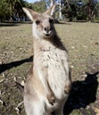 Australian kangaroo wideangle Royalty Free Stock Photo