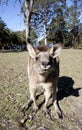 Australian kangaroo wideangle Royalty Free Stock Photo