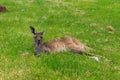 Australian kangaroo wild animal lying in the grass Royalty Free Stock Photo