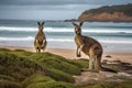 Australian kangaroos beach play. Generate Ai Royalty Free Stock Photo